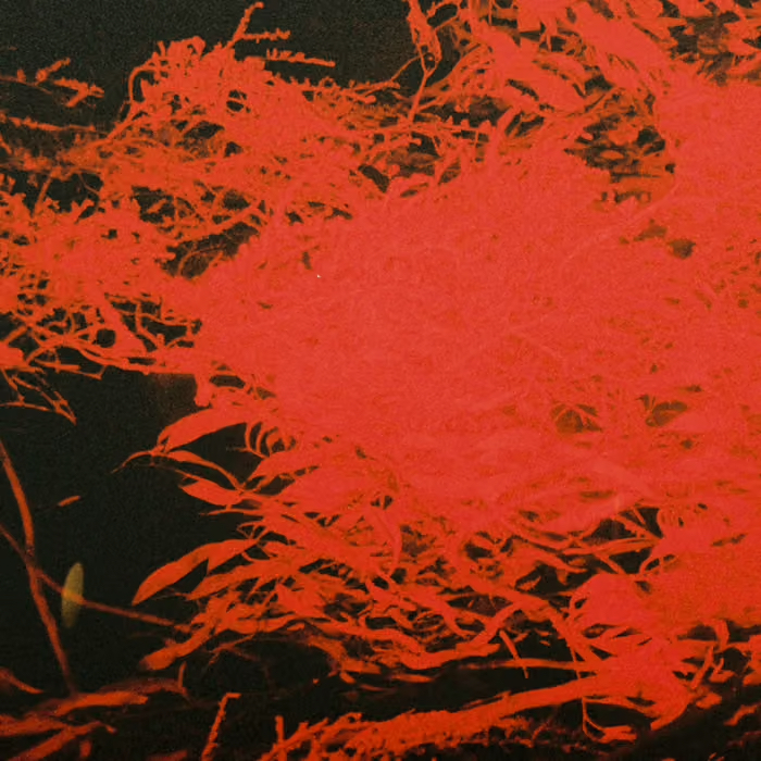 Anthony Naples "In Studio Magic" LP